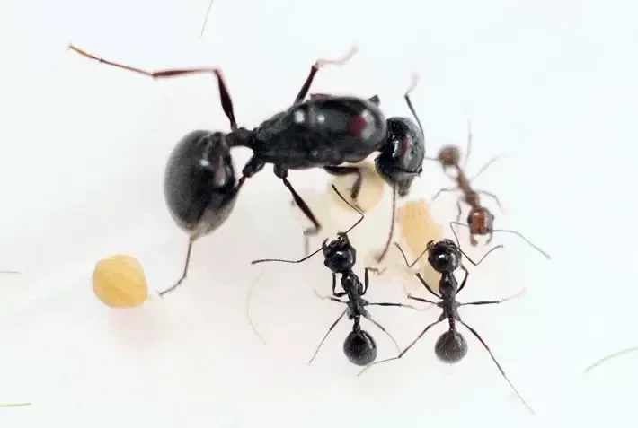 Messor barbarus mieren soort foto met zaden